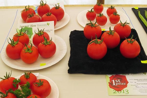 13. Prizewinning tomatoes.jpg -                                